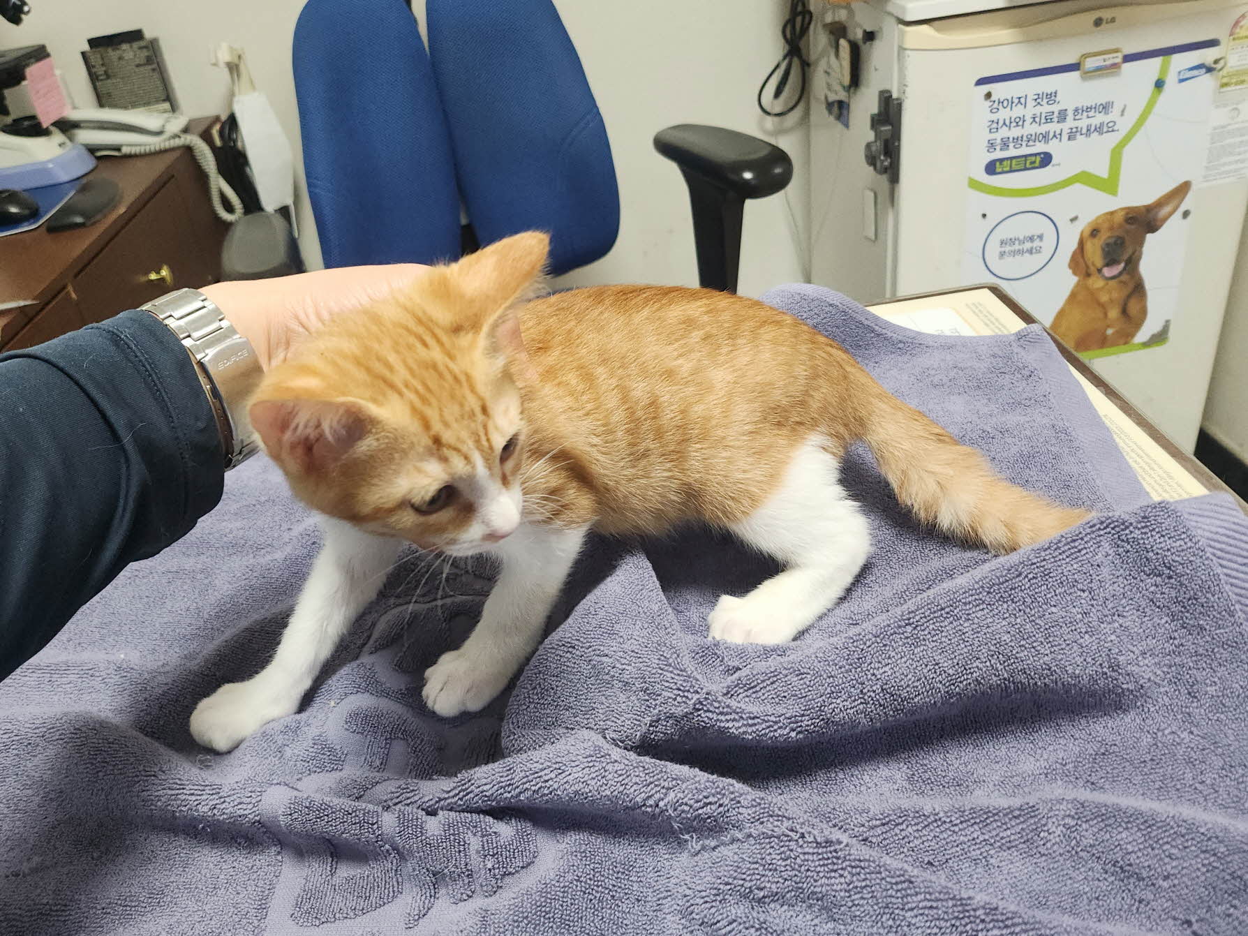 보호중 한국 고양이…